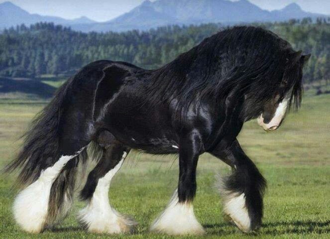 The History Of The Shire Horse In America 